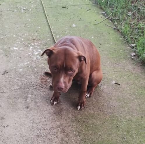  Bombeiros procuram por tutores de pitbull resgatada nesta terça-feira (30)